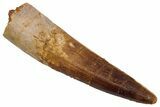 Real Fossil Spinosaurus Tooth - Beautiful Preservation #345421-1
